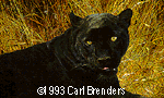 Carl Brenders - "Black Sphinx"