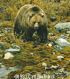 Carl Brenders - "Trailblazer - Grizzley Bear"
