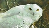 Carl Brenders - "Amber Gaze - Snowy Owl"